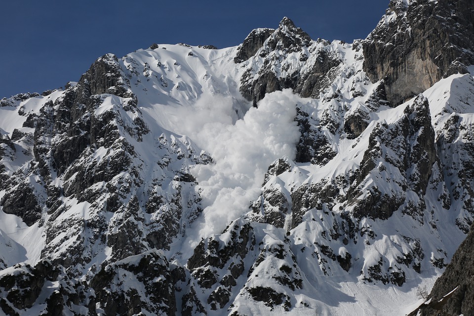 Avalancha perros de rescate