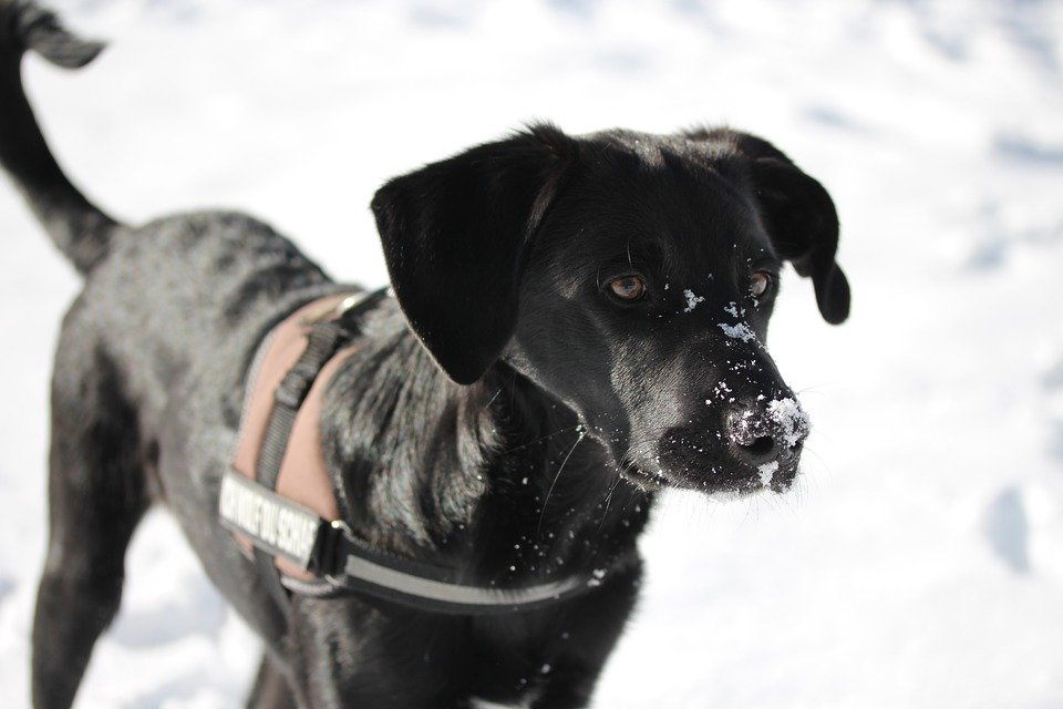 Avalanche Dogs