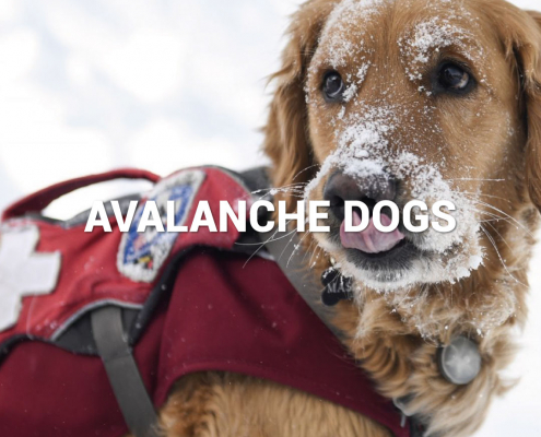avalanche dogs