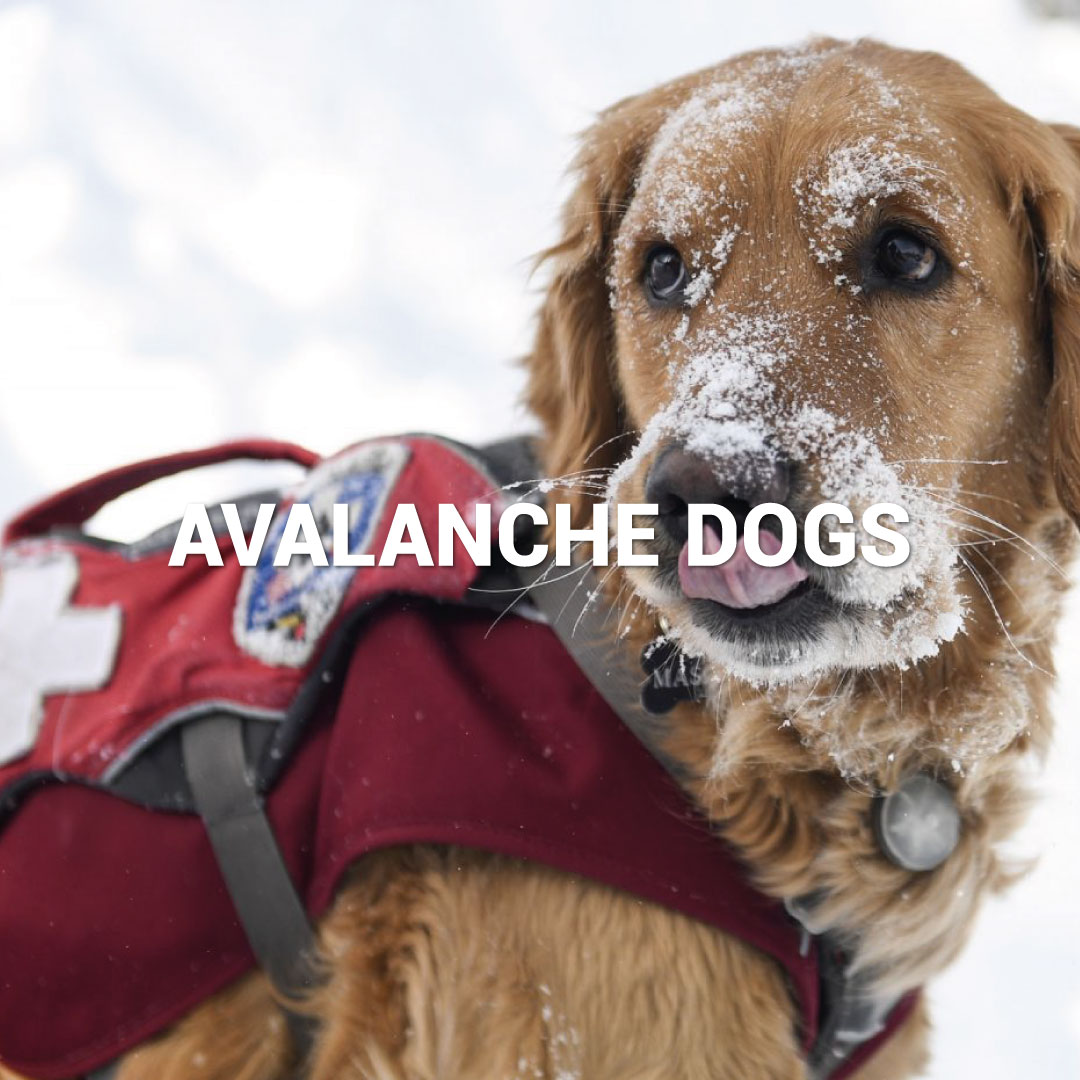 avalanche dogs
